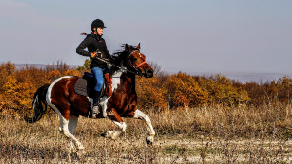 Jazda konna dla kobiet – jak się do niej przygotować?