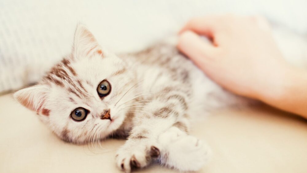 Widok kota we śnie – dowiedz się, co to może oznaczać