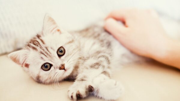 Widok kota we śnie – dowiedz się, co to może oznaczać