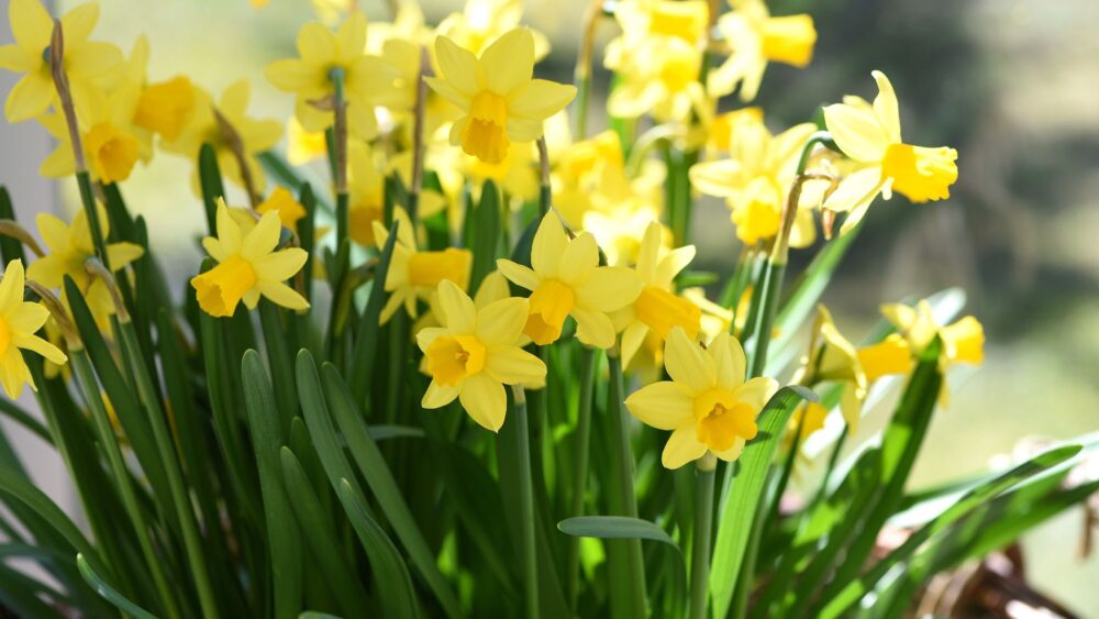 Pierwszy dzień wiosny – data, oznaki i wpływ na zdrowy sen