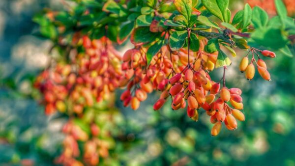 Jak działa berberyna na odchudzanie? Sprawdź, dlaczego warto ją stosować!